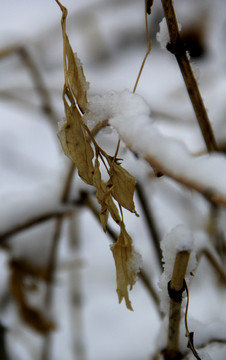 枝雪