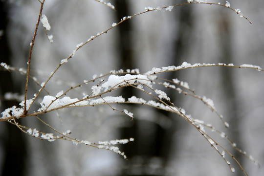 枝雪