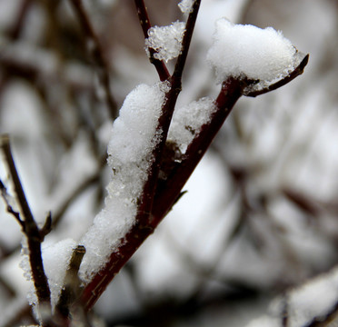 枝雪