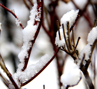 雪枝