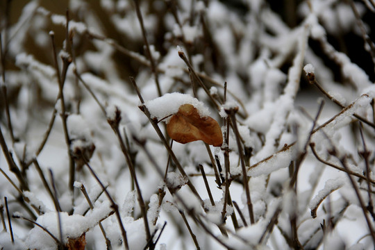 雪枝