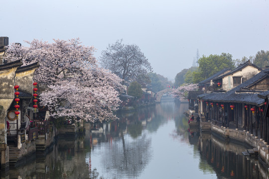 西塘樱花树