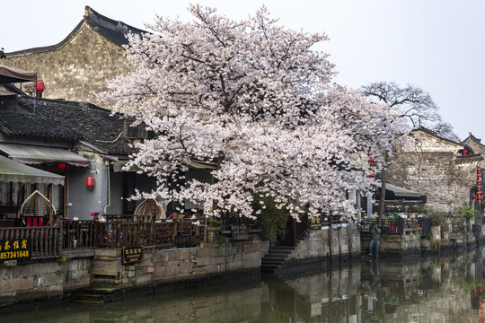 西塘樱花树