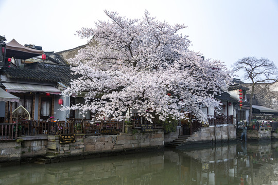 西塘樱花树