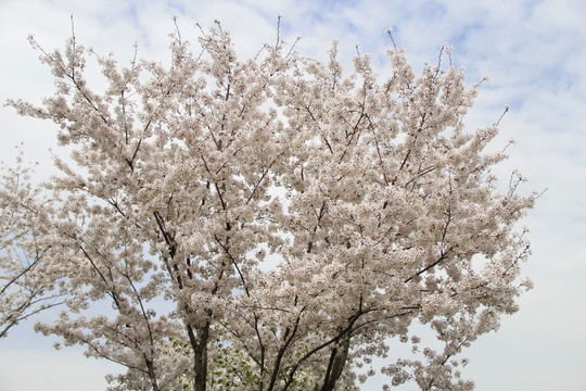 满树樱花