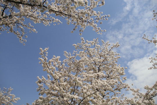 樱花天空