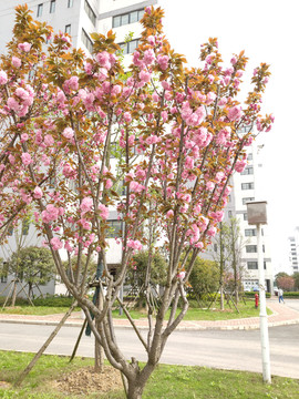 樱花