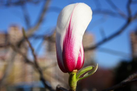 迎春的花蕊