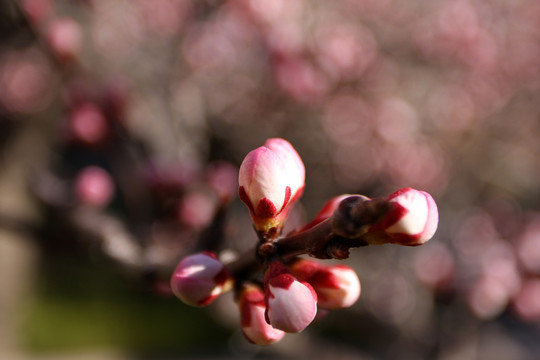 怒放的花蕊