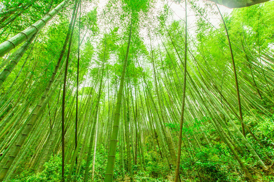 竹林背景