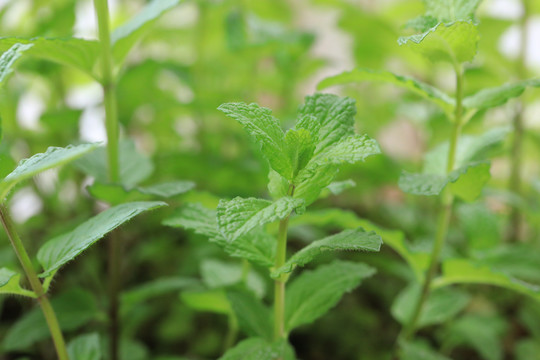 香料植物绿薄荷