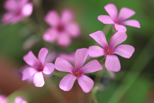 浪漫粉红小花