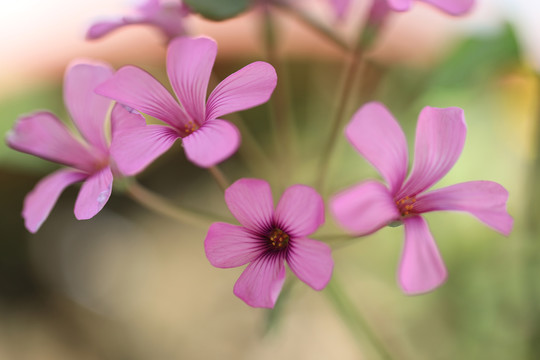 微距拍摄的粉红小花