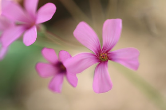 微距拍摄的粉红小花