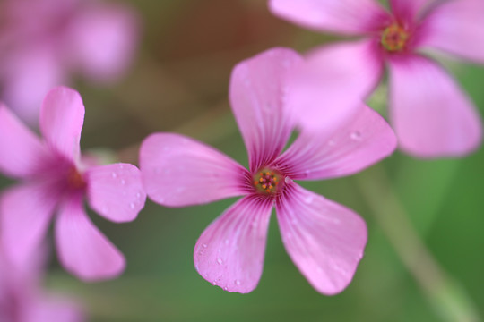 粉红色的酢浆草小花
