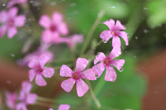 粉红色的酢浆草小花