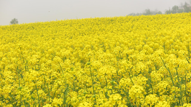 油菜花海