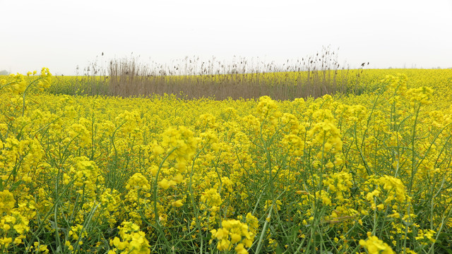 油菜花海