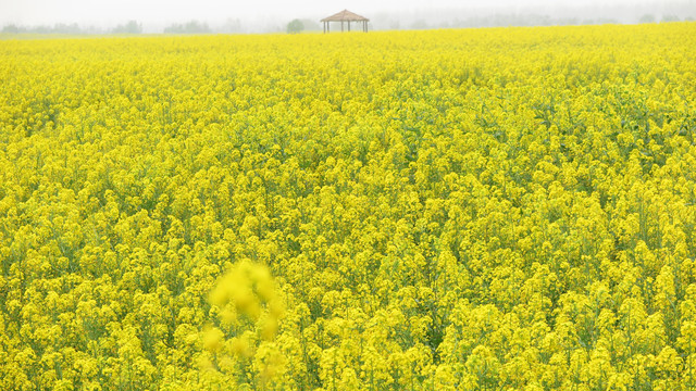 油菜花海