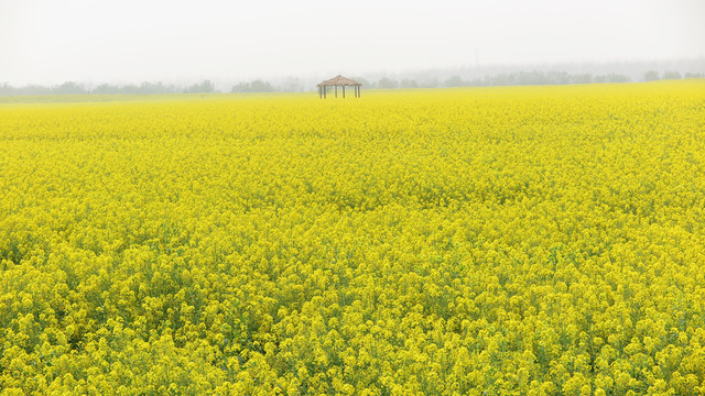 油菜花海