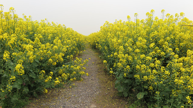 油菜花