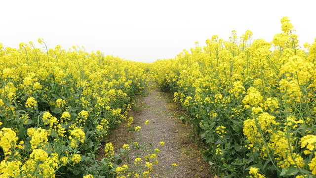 油菜花