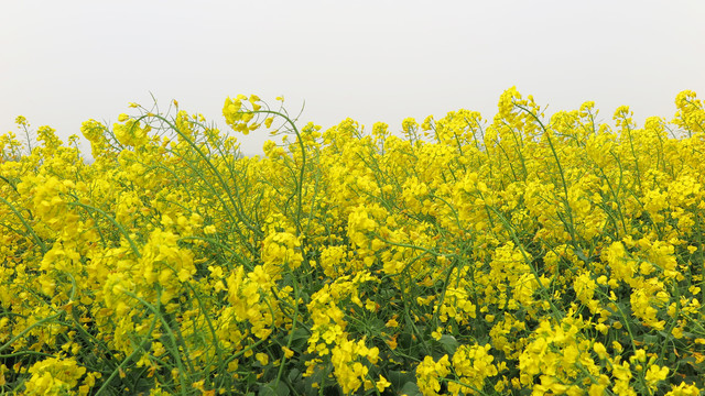 油菜花