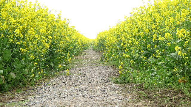 油菜花