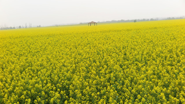 油菜花