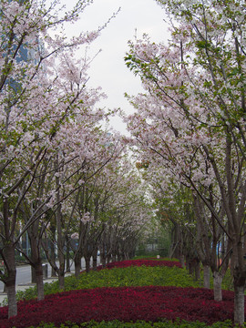 景观园林樱花林