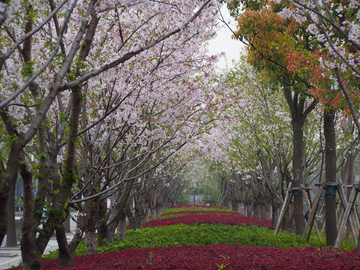 樱花树林