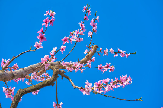 桃花