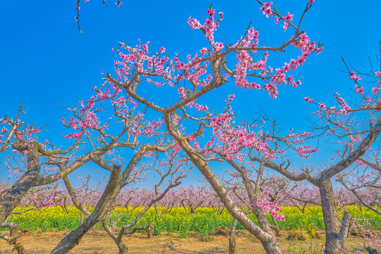 桃花和油菜花