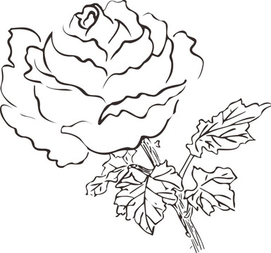 牡丹花于叶子简笔画