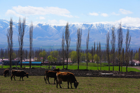新疆伊犁草原雪山