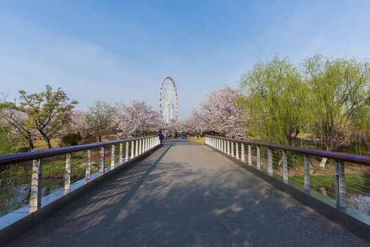 樱花景观