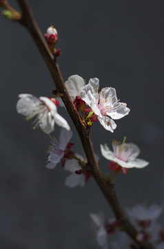 梨花桃花