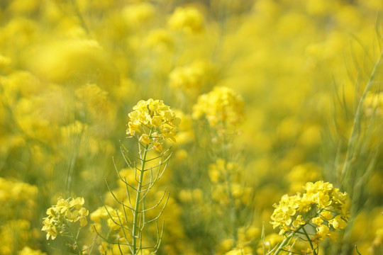 油菜花田