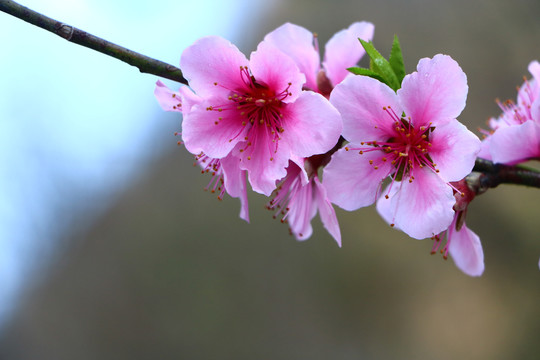 桃花盛开美图