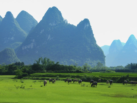 青山绿地