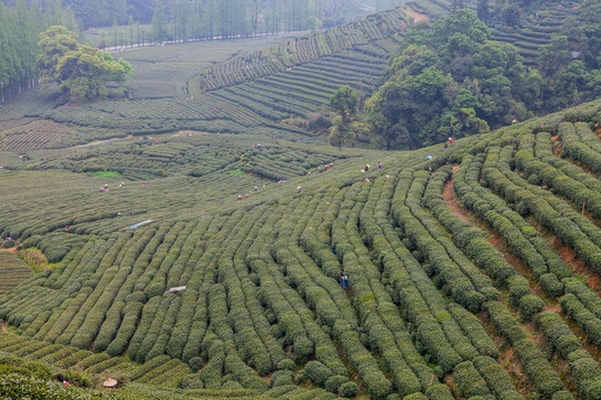 茶山