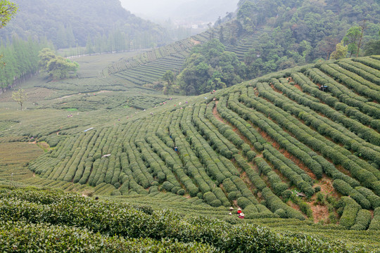 茶山