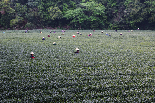 茶山