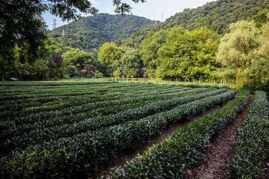 茶树