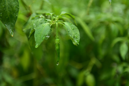 辣椒种植