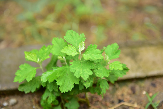 野生艾草