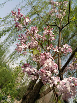 丁香花