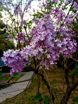 丁香花