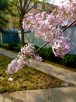 丁香花