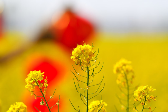 油菜花